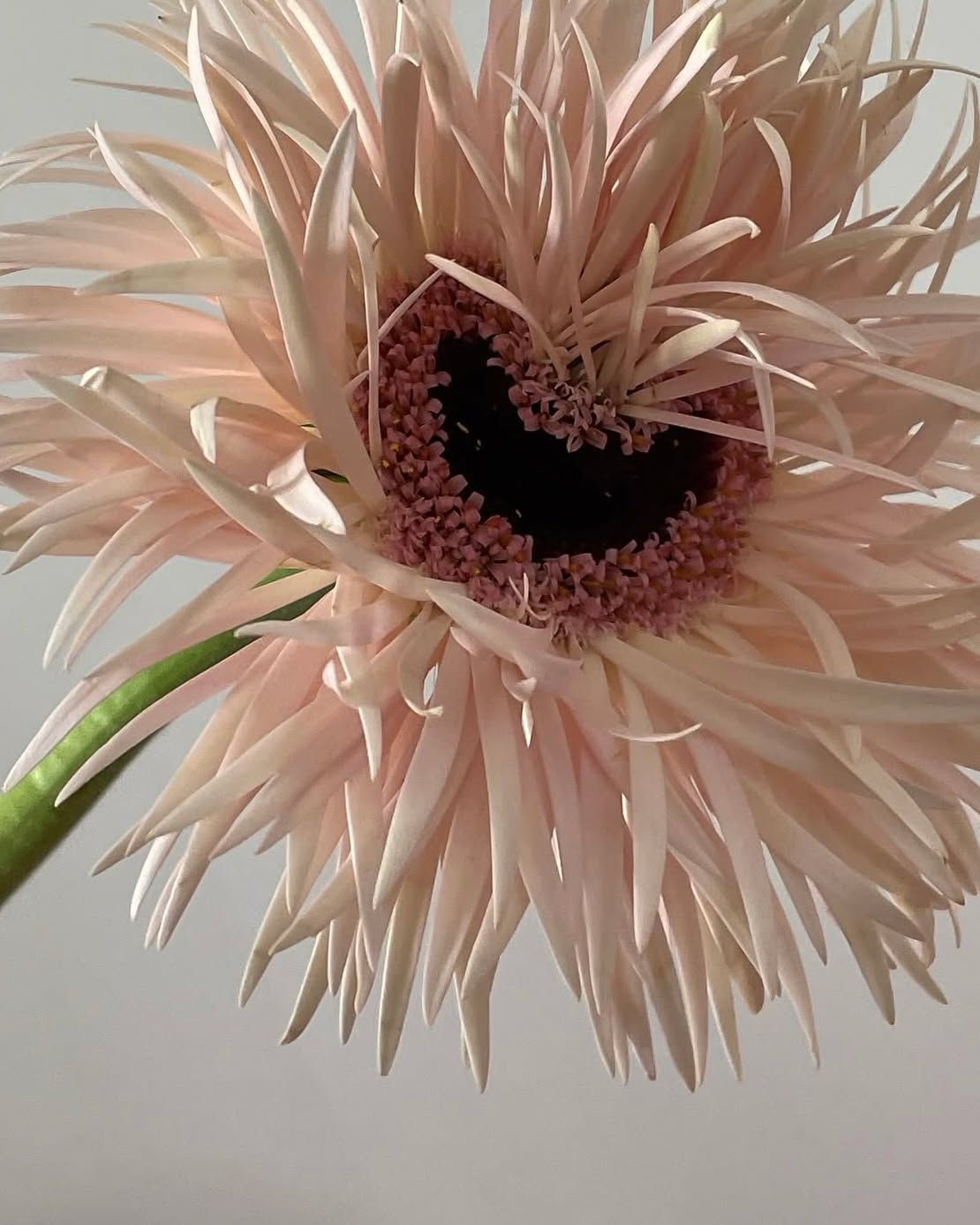 June Flower Love: Via @attepmt ... CAJOY 🌷🫶🏼
.
.
.
#flower #june #love #spring June Flower Love: Via @attepmt ... CAJOY 🌷🫶🏼
.
.
.
#flower #june #love #spring